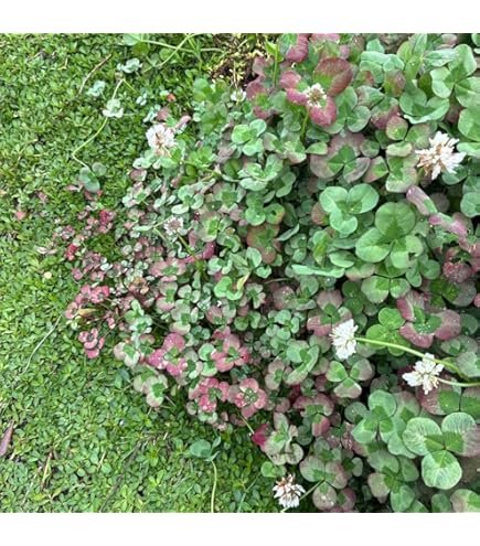 【確認用・・四つ葉のクローバー】 四つ葉のクローバー確認用